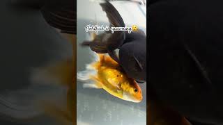 The goldfish is spawning [upl. by Cyprian580]