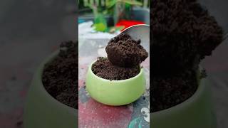 Small Plant 🌱  Garden  Gardening  shorts shortsfeed youtubeshorts garden [upl. by Leakim]