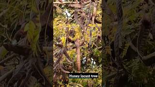 honey locust tree plants minerals garden [upl. by Eugatnom]