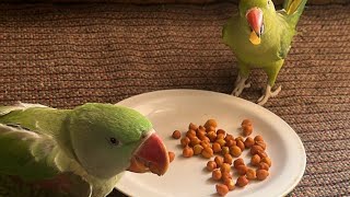 ★SSMM★ is live Parrots 🦜 Good Morning Everyone 🥰 [upl. by Adyan376]