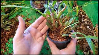 Maxillaria variabilis  Lets divide and Repot [upl. by Stoddard244]