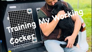 Training my Working cocker spaniel puppy gundog training Ep10 [upl. by Formenti]