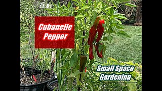 What Is A Cubanelle Pepper [upl. by Silvester2]