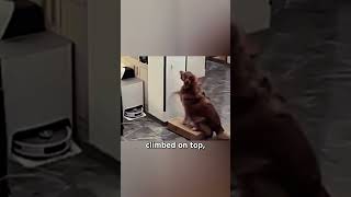 This Clever Dog Help Its Owner Fetch the Keys [upl. by Adnomal111]