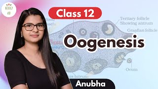 Class 12 Oogenesis under 4 mins [upl. by Oicnedurp151]