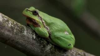 Laubfrosch im Gebüsch u nachts rufend  Tree frog calling at night [upl. by Studley885]