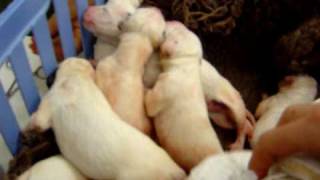 Newborn Dalmatian Puppies [upl. by Araccot]