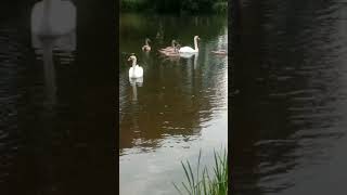 Swans and signets bowood lakes 💛 [upl. by Ammadas]