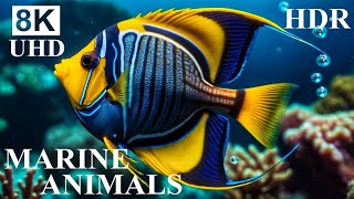 Underwater Paradise 8K HDR  Stunning Marine Life amp Ocean Beauty [upl. by Mitchell840]