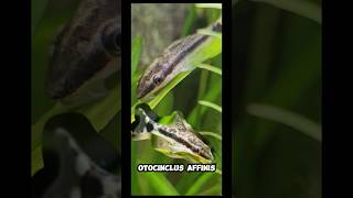 CUIDADOS del OTOCINCLUS AFFINIS 🐠 acuario pecera acuariofilia peces otocinclus ancistrus pez [upl. by Tolland]