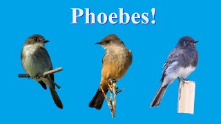 Three Phoebes Phoebe Facts [upl. by Durno]