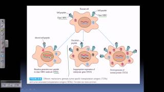 Tumor antigens [upl. by Anehsuc]