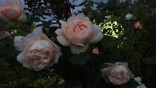 Wollerton Old Hall David Austin Rose in my garden this evening [upl. by Kcuhc193]