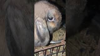 Holland lops rabbitry hollandlops transition fypシ゚viral cute bunny [upl. by Tanney843]