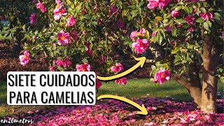 Principales CUIDADOS PARA CAMELIAS crece más rápido más verde y con más flores  en20metros [upl. by Wallford]