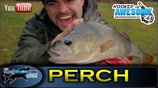 Drop Shot Fishing for PERCH TAFishing Show [upl. by Etnuhs259]