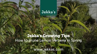 Jekkas Herb Growing Tips How to prune Lemon Verbena in Spring with Jekka McVicar [upl. by Saree]