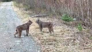 Lynx battle near Dinorwic [upl. by Lyred416]