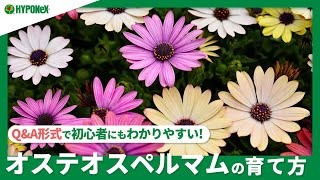 ☘165オステオスペルマムの育て方｜苗の植えつけや水やりと肥料の与え方、花がら摘みや切り戻しの方法もご紹介 【PlantiaQampA】植物の情報、育て方をQampA形式でご紹介 [upl. by Muns]