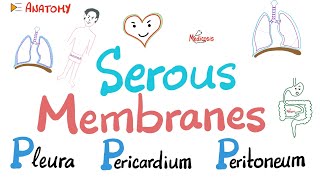 Serous Membranes Mesothelium  3P’s  Pleura Pericardium Peritoneum  Transcellular fluid [upl. by Faunia]