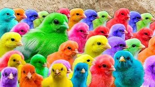 Menangkap ayam lucu ayam warna warni ayam rainbow bebek angsa ikan hias ikan cupang Kelinci [upl. by Ativak]