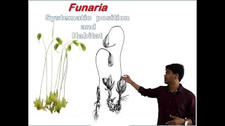 Funaria Systematic position and Habitat [upl. by Hploda]