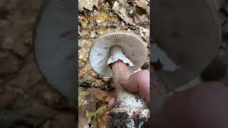 Amanita Rubescens June 2024 asmr asmrmushrooms fungi amanita wald mushroomhunting [upl. by Tayyebeb]