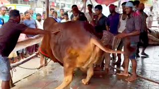 RCC Grounding Time  Bishal Boro Lal Hasha Kurbani Time  Biggest cow in Bangladesh [upl. by Cassella]