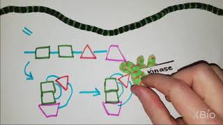 What is Phosphorylation [upl. by Bowden]