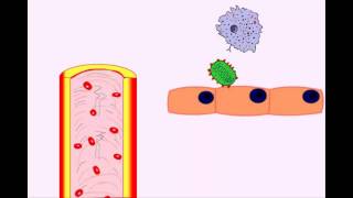 USMLE Animated Immunology  Infection amp Acute Inflammation  Monocytes amp Macrophages [upl. by Eiknarf]