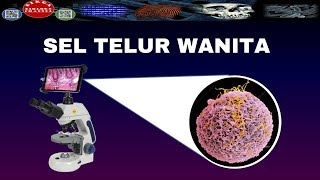 ZOOM SEL TELUR WANITA DENGAN MIKROSKOP ELEKTRONOVUM UNDER MICROSCOPE  DIRGA BIOLOGY CHANNEL [upl. by Zane642]