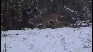 2024 Saskatchewan Canada Whitetail Hunt wTwo Kill Shots My Biggest Buck Spiritwood Outfitters [upl. by Bertsche]