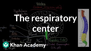 The respiratory center  Respiratory system physiology  NCLEXRN  Khan Academy [upl. by Hutton]