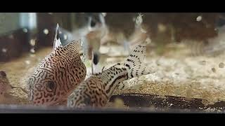 Corydoras Trilineatus [upl. by Hume487]