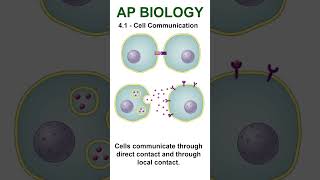 AP Bio  41 Direct and Local Contact apbiology cellularcommunication [upl. by Anirbes316]