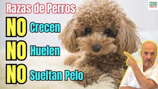 😱 RAZAS DE PERROS QUE NO CRECEN MUCHO NO SUELTAN PELO Y NO HUELEN 😱 [upl. by Atiram717]