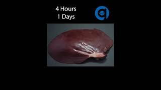 Pig Liver Time Lapse  Rotting Time Lapse [upl. by Aret408]