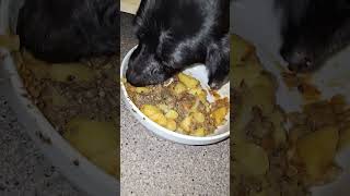 Lecker Gekochtes music normalekartoffelnaufdieeins Kartoffeln hund love [upl. by Bivins]