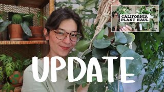 Houseplant Haul UPDATE  houseplant update 2 years later [upl. by Lipcombe]