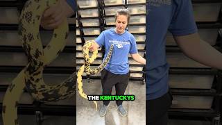 Kentucky Pines snake reptiles [upl. by Florella]