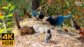 Cat TV for Cats to Watch 😺 Autumn Birds Chipmunks and Squirrels 🐦🐿️ 8 Hours4K HDR [upl. by Alaster]