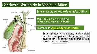 Anatomía de la Vesícula Biliar [upl. by Aleuqahs638]