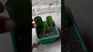 How To Plant Aloe Vera From Leaf Cuttings [upl. by Rosemarie195]