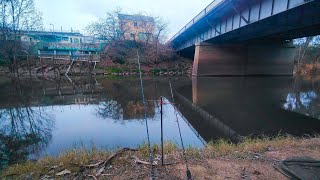 Early Morning Bait Fishing In The Ovens River [upl. by Analed484]