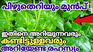 ഈ രഹസ്യം അറിഞ്ഞാൽ ഇത് പിഴുത് കളയില്ലപാഴ്ചെടിയിലെ അത്ഭുതം Peperomia Pellucida Plant Mashithandu [upl. by Ylrebme]