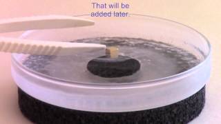 Superconductivity perfect diamagnetism and the Meissner effect [upl. by Lanaj304]