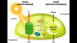 Phases chimique et non photochimique  production de molécules organiques par photosynthèse [upl. by Glennon]