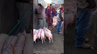 खेतों से सूअर भगाने का अनोखा तरीका 😨 pig farming [upl. by Ydnam]