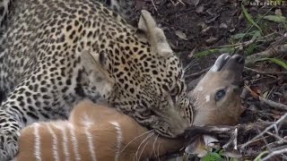 ★Karula Nyala Hunt and Hosana with his 1 proper Kill ★ at ►Sunrise Drive Nov 16 2016 [upl. by Nhguavad440]