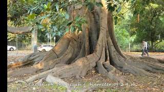 BANYAN Tree The Gigantic Moreton Bay Figs South Australia [upl. by Anaujnas422]